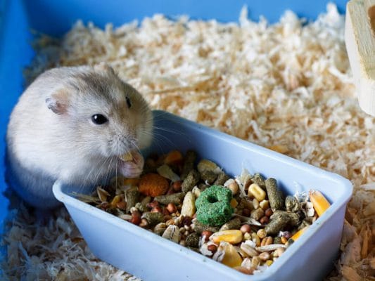 huisdierverzorging aan huis