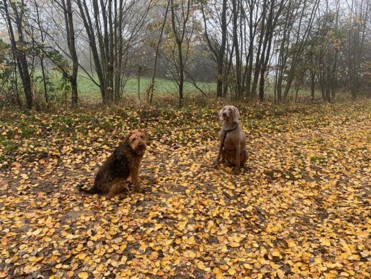 honden uitlaten prijs