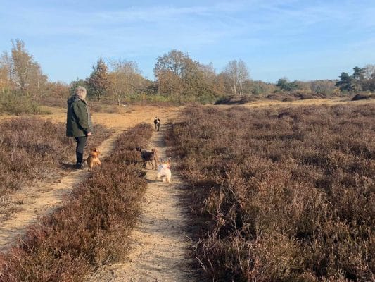 uitlaatdienst voor honden